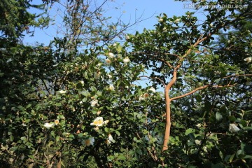 油茶花