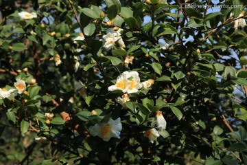 油茶花