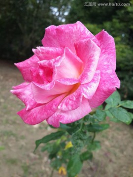 娇艳欲滴的玫瑰