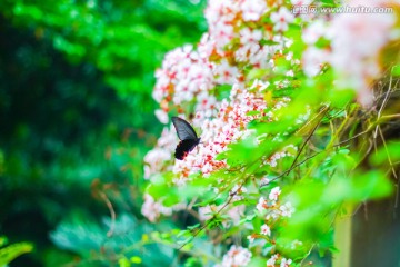 花丛背景