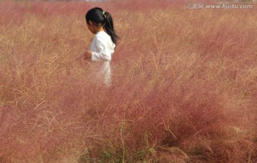 花海中的小女孩