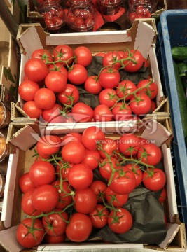 荷兰进口番茄