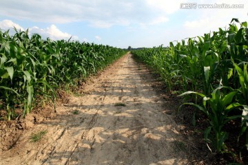 玉米地 包谷地 田园风光