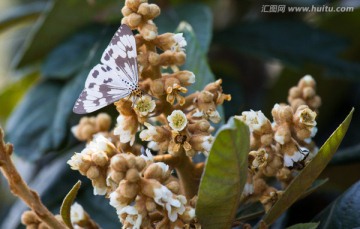 枇杷树 枇杷花