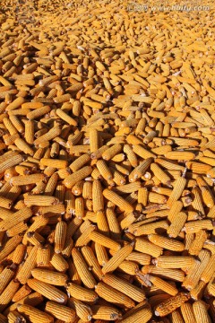 玉米 苞米 玉米堆