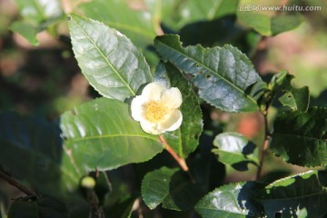 茶树花 枝叶