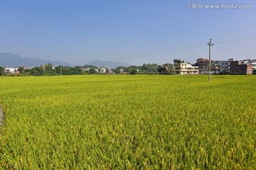 稻田 梯田