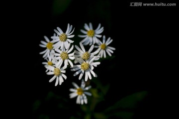 野菊花