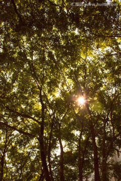 树木与阳光