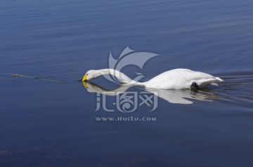 湖中觅食的天鹅