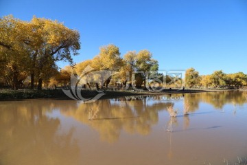 胡杨林景区