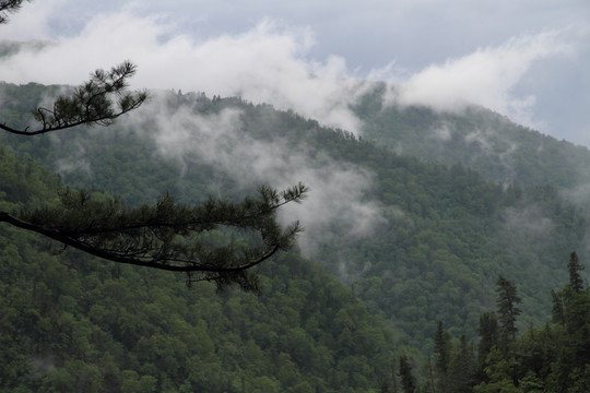 松树林 林海 山区