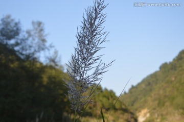 山里野草