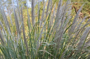 山里野草