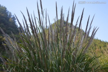 山里野草