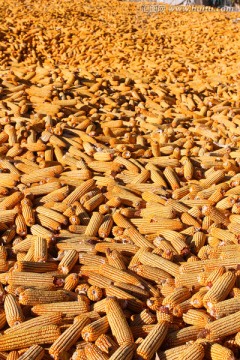 玉米 苞米 玉米堆
