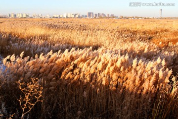 湿地 秋天