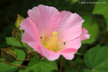 木棉花