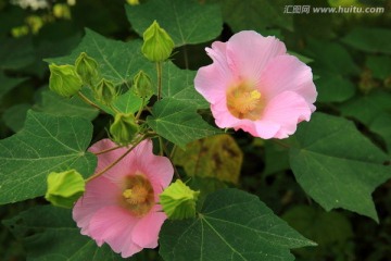 木棉花