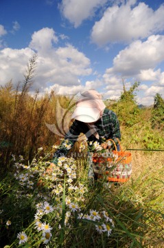 采草药