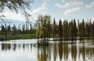 水杉树