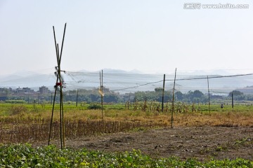 捕鸟网