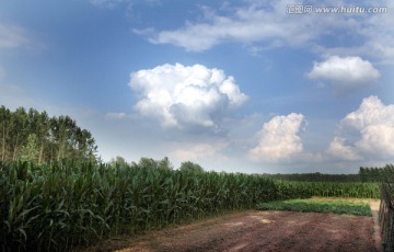 玉米地 田园风光