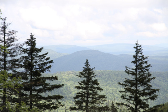 山区 林区 松树 起伏的群山