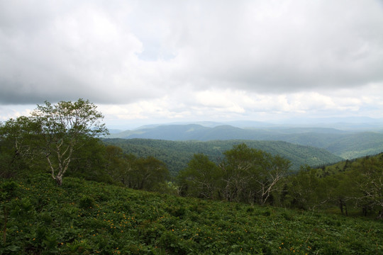 山区 高山平原 高山野花