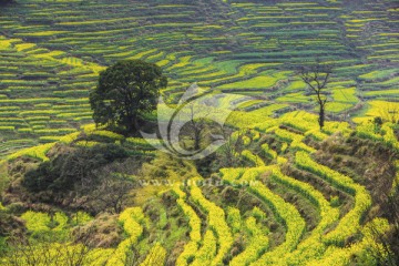 I梯田