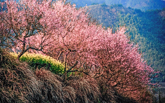 山间桃花