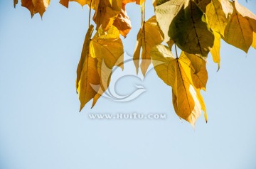 秋天的黄叶