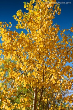 秋天 园林 金色