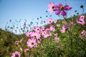 格桑花高清图