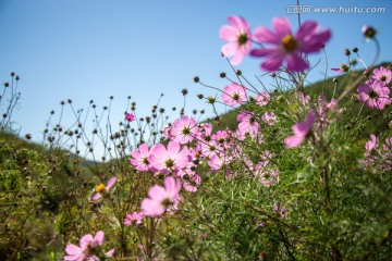 格桑花高清图