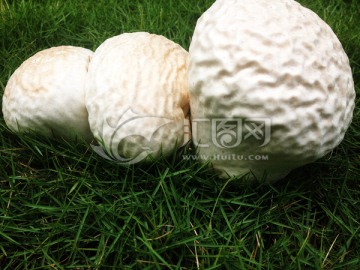 野蘑菇 菌类