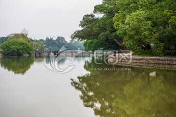 湖景 古树