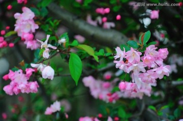 垂丝海棠 粉色