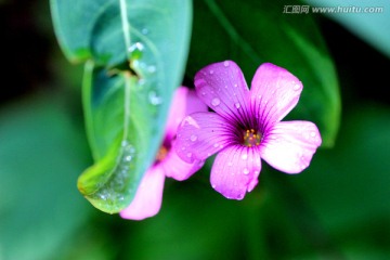 红花酢浆草