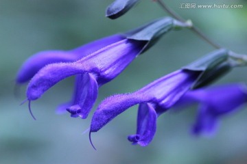 漂亮张嘴花