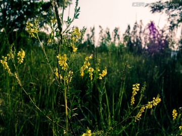 黄色小花