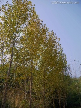 一排白杨树