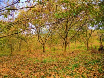 板栗树林
