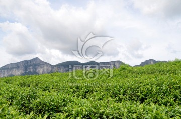 高山茶园