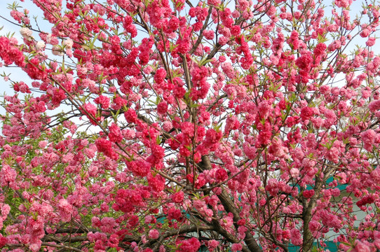 桃花  高清桃花 红桃花