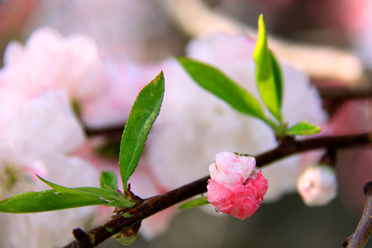 桃花