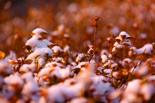 雪景 雪花 积雪