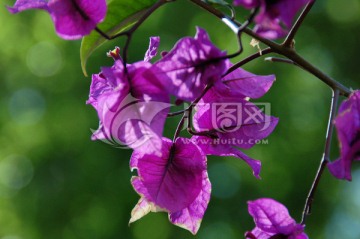 紫色花 鸢尾花