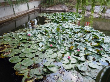 睡莲 荷花池