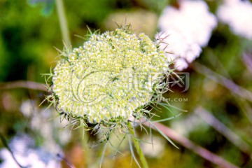 野花 白色花